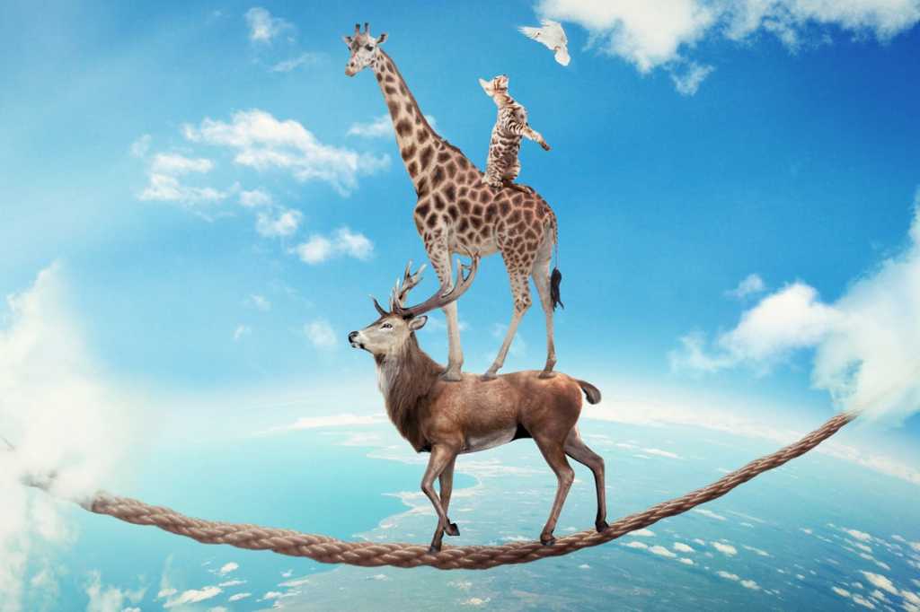 stacked giraffe deer elk stag teamwork risk trust balancing act rope